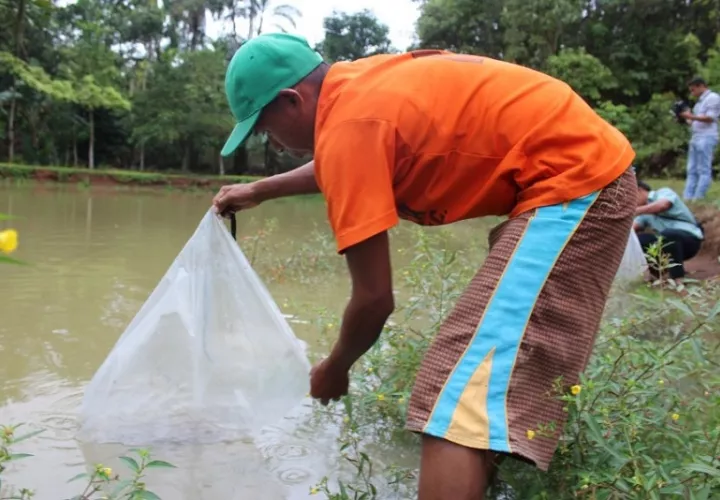 La primera fase del proyecto implicó la siembra de 2 mil alevines de la tilapia gris y la tilapia roja, además de carpa común, caracol, almejas y colosoma.