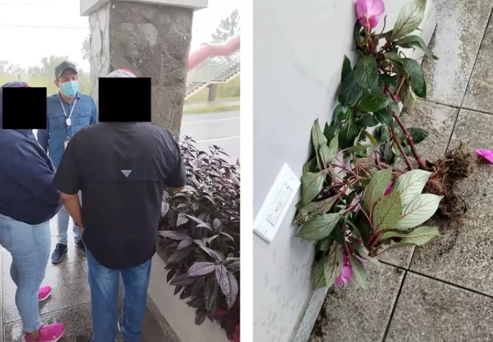 La pareja había hurtado algunas plantas ubicadas en la entrada del distrito.