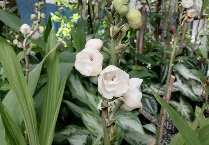 La emblemática flor del Espíritu Santo se cultiva en la provincia de Herrera, en el distrito de Las Minas.