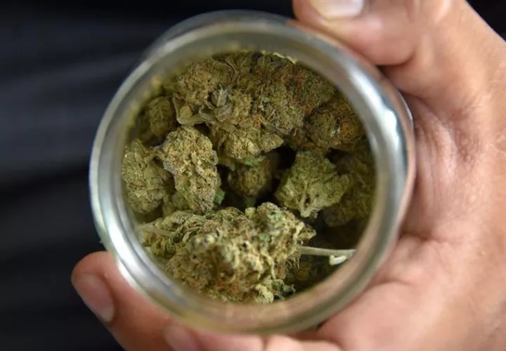 Cannabis medicial. EFE Archivo