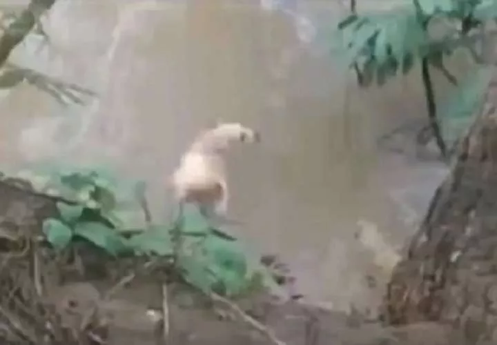 Desde el punto de vista de defensores de los animales, la condena no hace justicia al can.