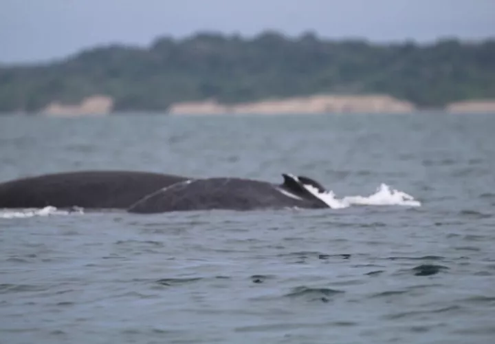 La preocupación en Pedasí radica en el hecho de que han llegado menos visitantes a avistar ballenas.
