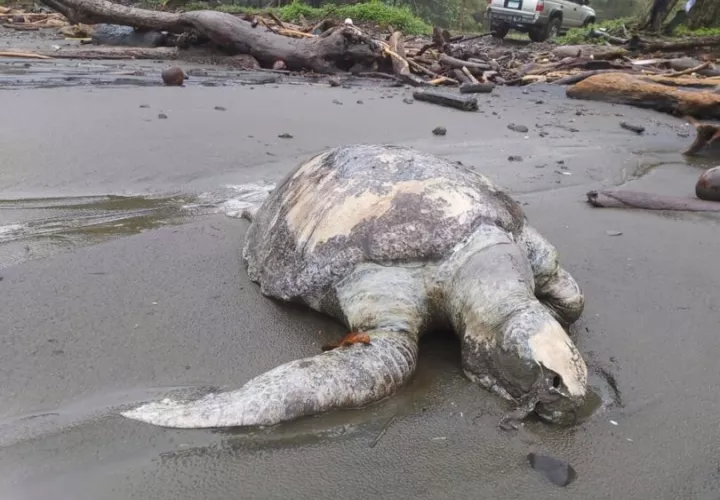Los expertos aún desconocen la causa de la mortandad de las tortugas. EFE