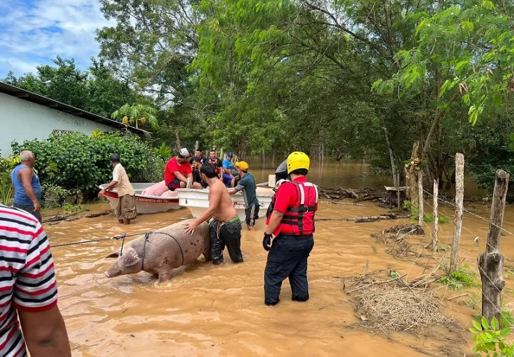 Otra alternativa planteada es la reubicación de sus porquerizas a un sitio seguro.