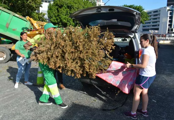 Los arbolitos recolectados serán reciclados.