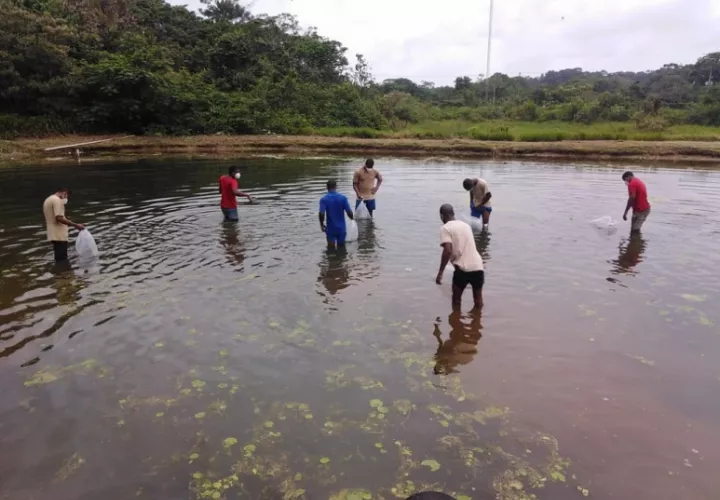 Estanque donde los jóvenes cultivan tilapias en el Centro de Custodia y Cumplimiento Basilio Lakas.