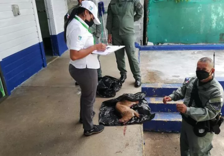 Caza ilegal de venados en el Valle de Antón.  (Foto:Ilustrativa)