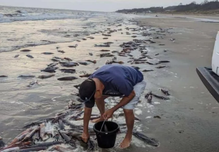Los calamares son aptos para el consumo humano. Foto: Chitreanos