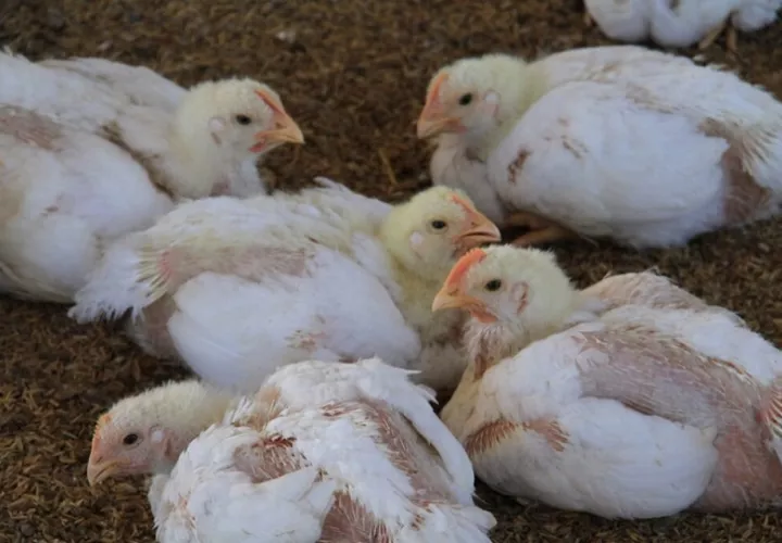 El consumo de carne de aves y huevos no representa para la población una fuente de contaminación de la Influenza Aviar de Alta Patogenicidad. 