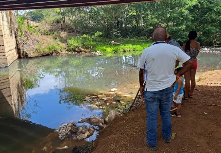 Las vísceras y extremidades de los cerdos se encontraban en bolsas, algunas de las cuales habían sido rasgadas por aves de rapiña.
