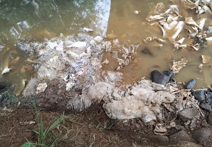 La investigación del MP tiene como objetivo determinar la comisión de un delito ecológico en este río.