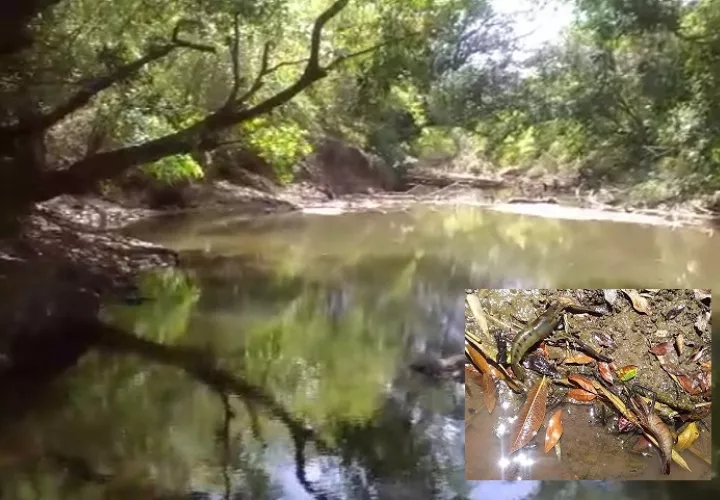 Personas inescrupulosas tiraron a las aguas del río algún tipo de químico que está matando toda clase de especies acuáticas.