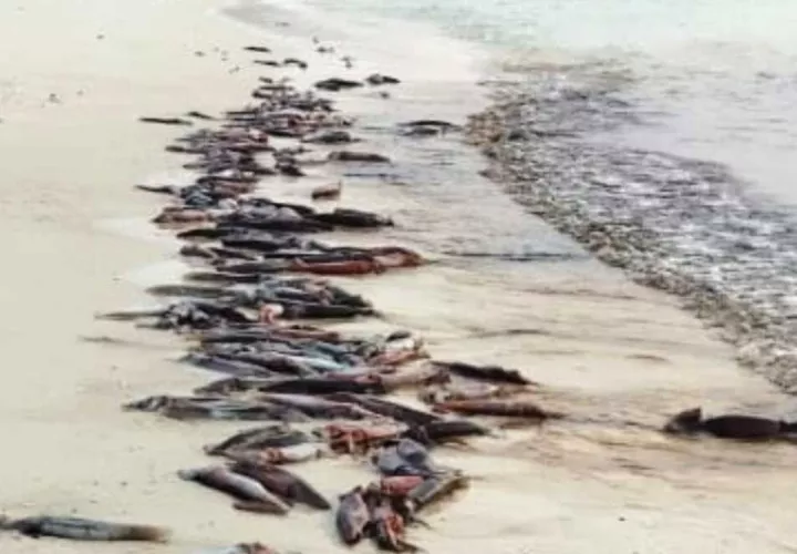 Calamares varados en Pedasí.