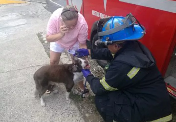 El perro recibió oxigenoterapia.