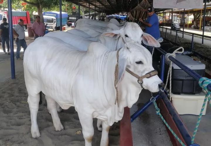 La celebración de la Feria de Azuero ha sido todo un éxito, no solo para los organizadores, sino también para comerciantes que aprovechan el evento para mejorar y dinamizar la economía de esta región del país.