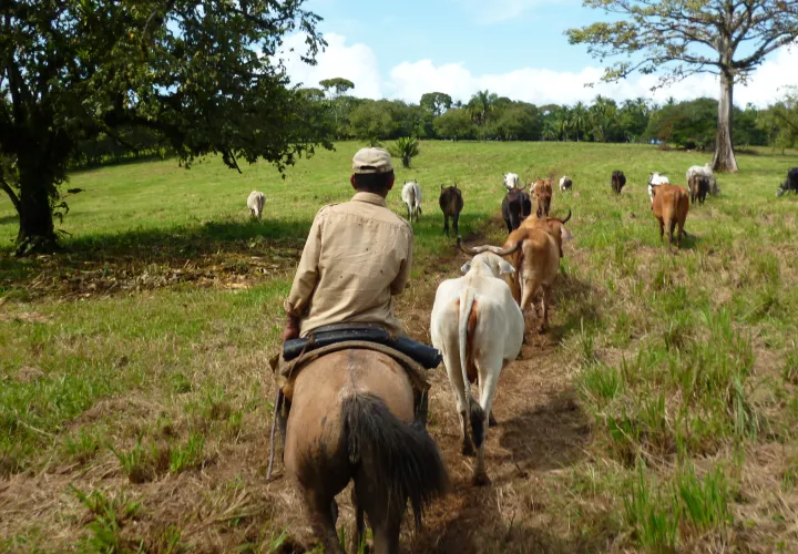 El hurto de reses se comete a toda horas del día.