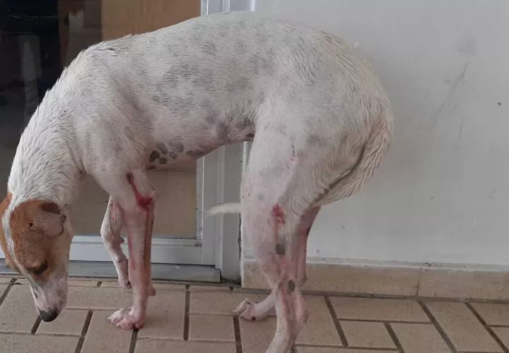 El animal llegó hasta el hospital  en busca de ayuda.