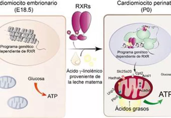 Esquema que representa el mecanismo molecular que ha descrito un equipo multidisciplinar de científicos para demostrar que el ácido graso de la leche materna es esencial para que el corazón del neonato cargue la energía que necesita para funcionar. EFE