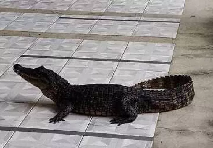 Este suceso se reportó ayer, jueves, en horas de la mañana.