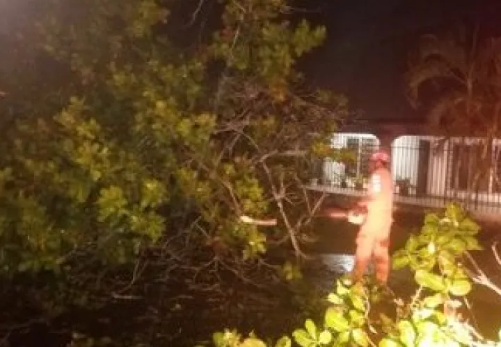 Personal de Sinaproc procede al corte de árbol tras fuerte aguacero.