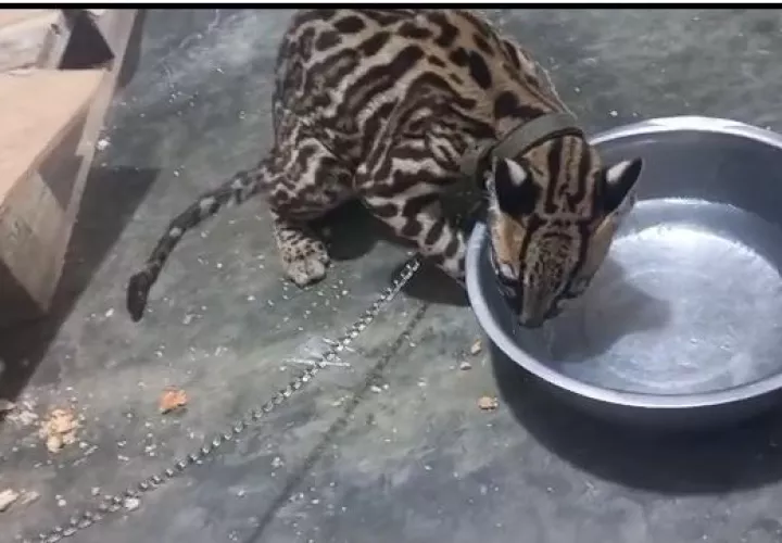 Ocelote encontrado en el estacionamiento de un local. 