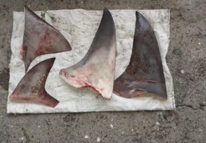 Detenidos varios extranjeros.