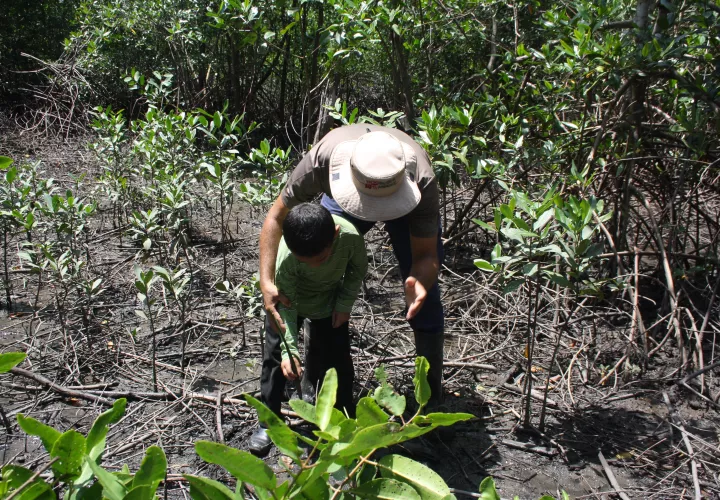 Pese a que desde el 2019 la Bahía de Chame es un área protegida, sigue siendo afectada por la tala de mangle, un delito ambiental tipificado, enfatizó la funcionaria.