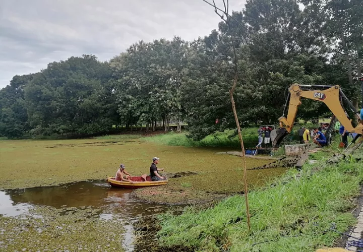 Cuadrillas de diversas instituciones realizan labores para retirar esta planta.