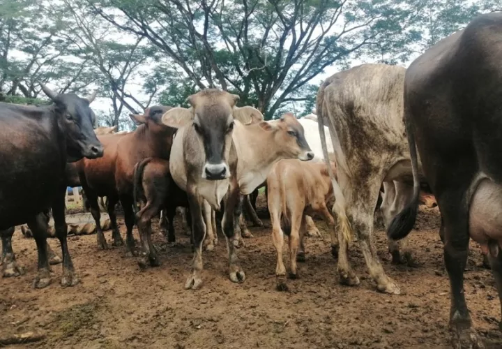 De acuerdo al informe de la fiscalía anticorrupción, se hizo la verificación de las reses encontrando osamentas y deterioro de la finca.