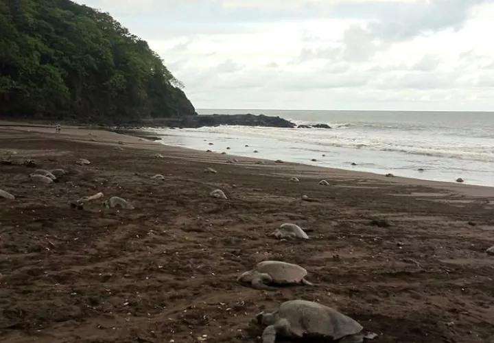 En esta arribada también se realizó el marcaje externo a tortugas para observar patrones de reanidación.