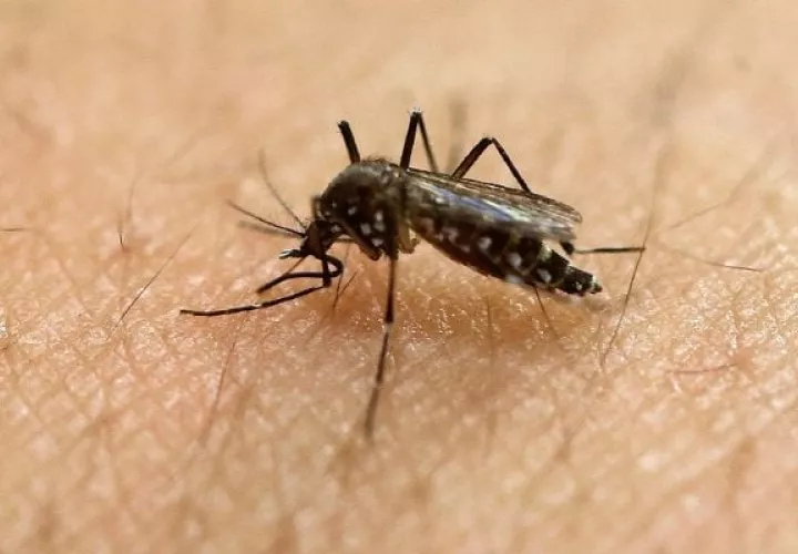 La malaria, el dengue, la leishmaniasis, el zika y el chikungunya son enfermedades transmitidas por mosquitos.