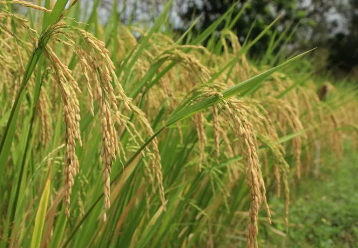 Mida presenta informe de avance de la producción de arroz