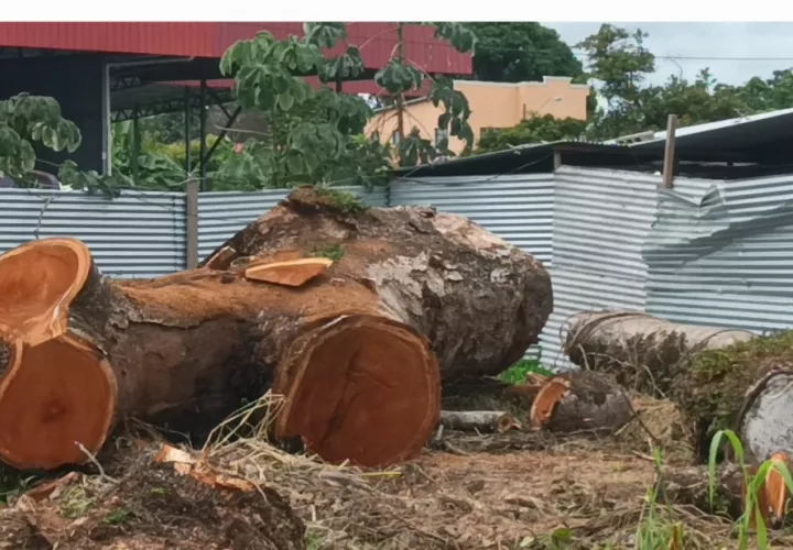 Tala de árbol histórico.