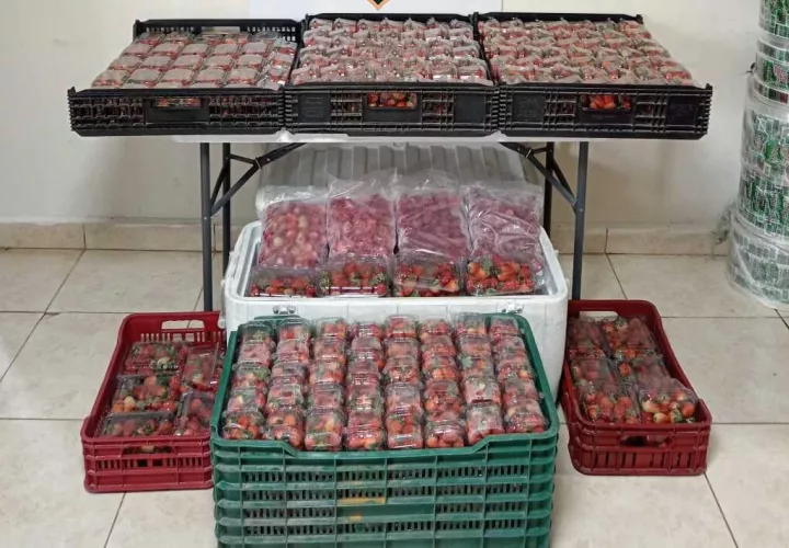 Las cajas de fresas de presunto contrabando.
