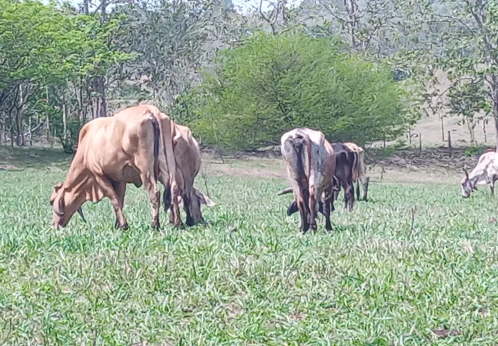 El hecho ocurrió en La Chorrera. Propietarios presentaron la denuncia. 