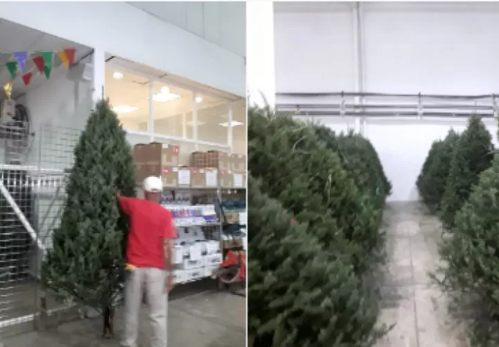 Varios comercios están vendiendo los pinos naturales.