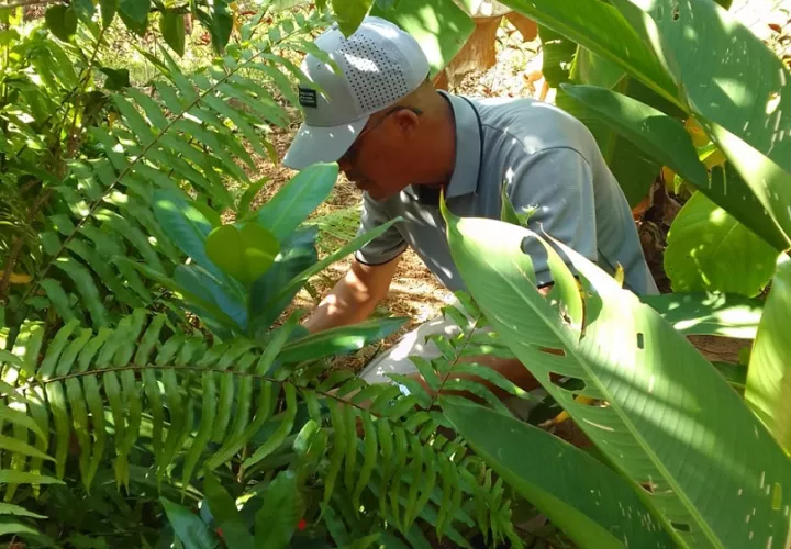 Operativo contra el dengue en la provincia de Los Santos.