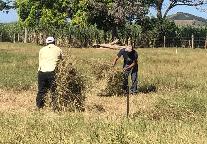 Los ganaderos aseguran que para este año se han venido preparando desde hace meses.