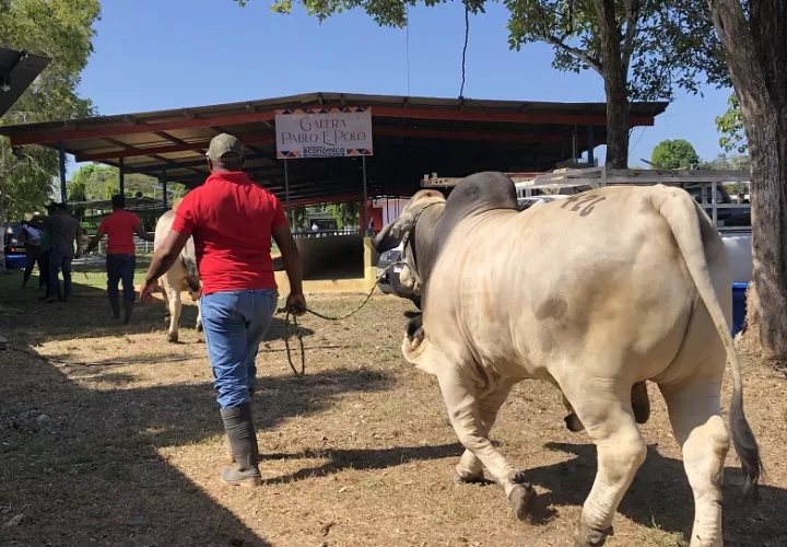 Terrenos de la Feria de San Sebastián, en Ocú.