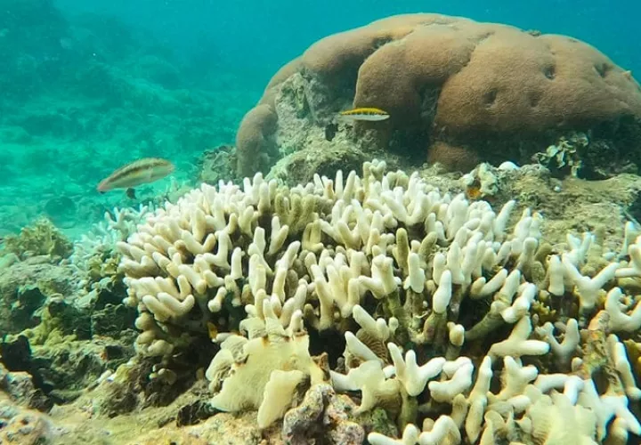 Los eventos de blanqueamiento masivo de corales han ocurrido antes durante los años de El Niño. Foto: Stri