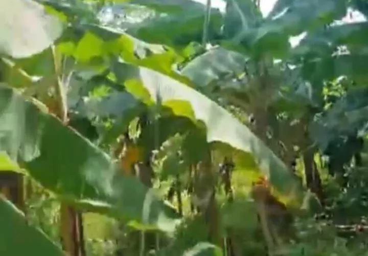 Terrenos del Sr. &quot;Quique&quot; García que pretende invadir los indígenas.