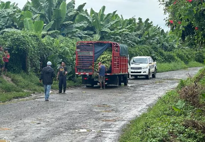 Transportistas camuflan el plátano de contrabando junto con el nacional.