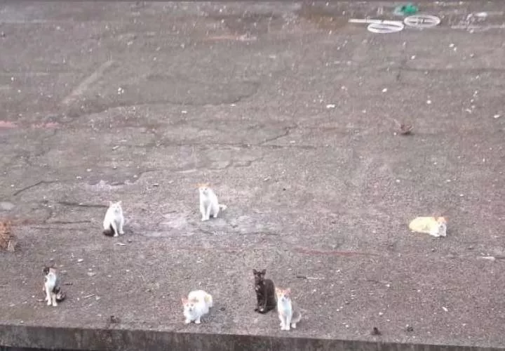 Gatos en completo abandono.