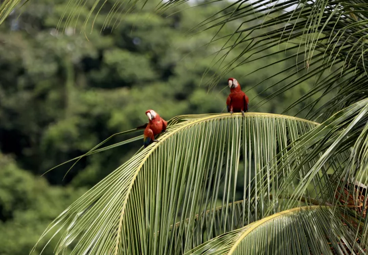 Se avanzar en el diseño y la preparación de un Sistema Nacional de información de Biodiversidad. Foto: Cortesía 