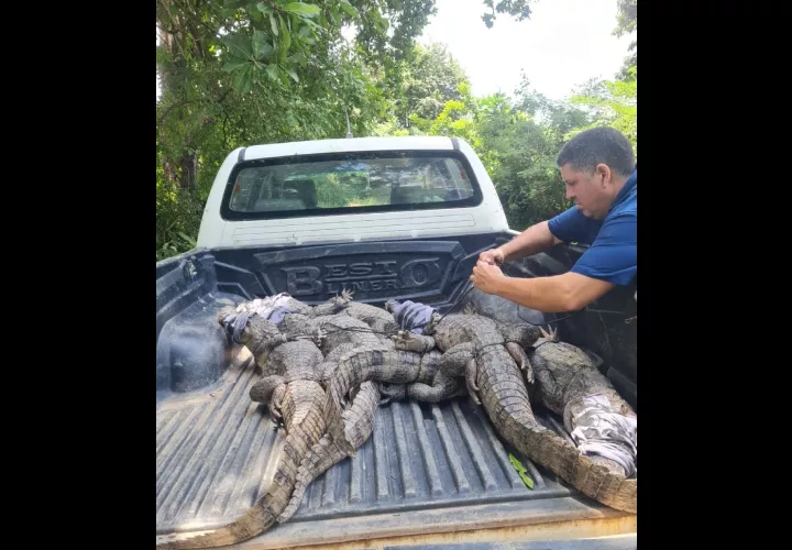 Foto: Diómedes Sánchez 