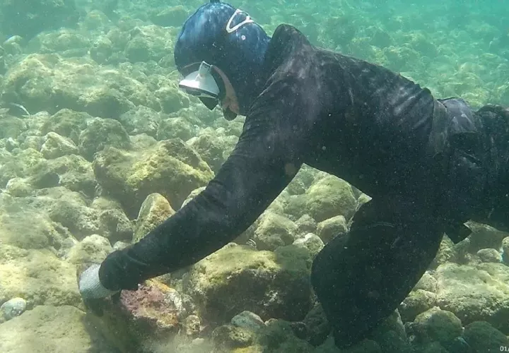 El proyecto tiene como objetivo analizar la taxonomía de las especies de Conus.