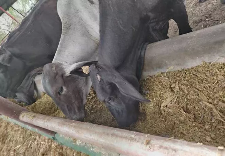 Actualmente el INA está en un proceso de descentralización.