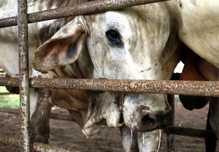 El sector ganadero, el más afectado por este insecto.