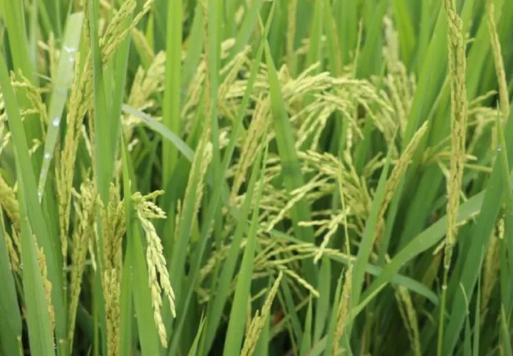 Buscan aumentar la productividad mediante estrategias sostenibles.