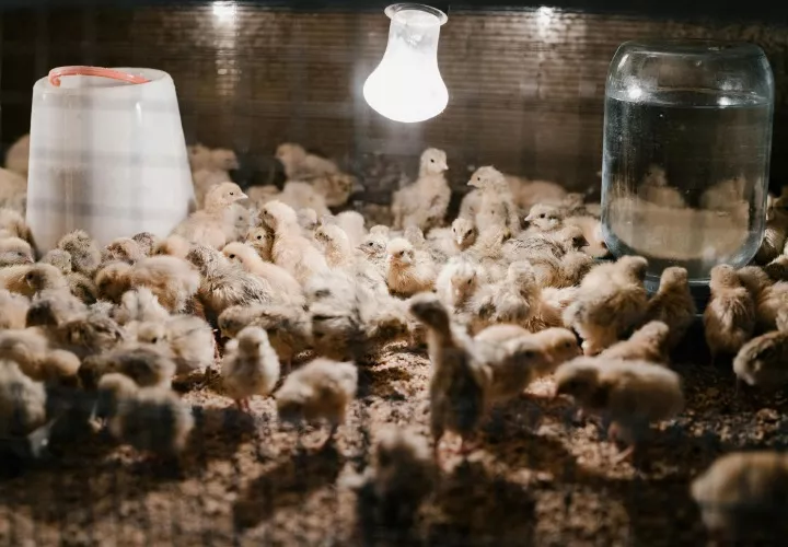 El brote se identificó en Veraguas.